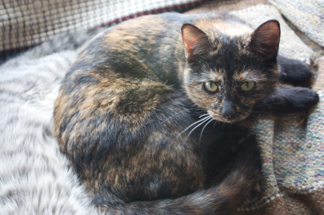 Cocoa
