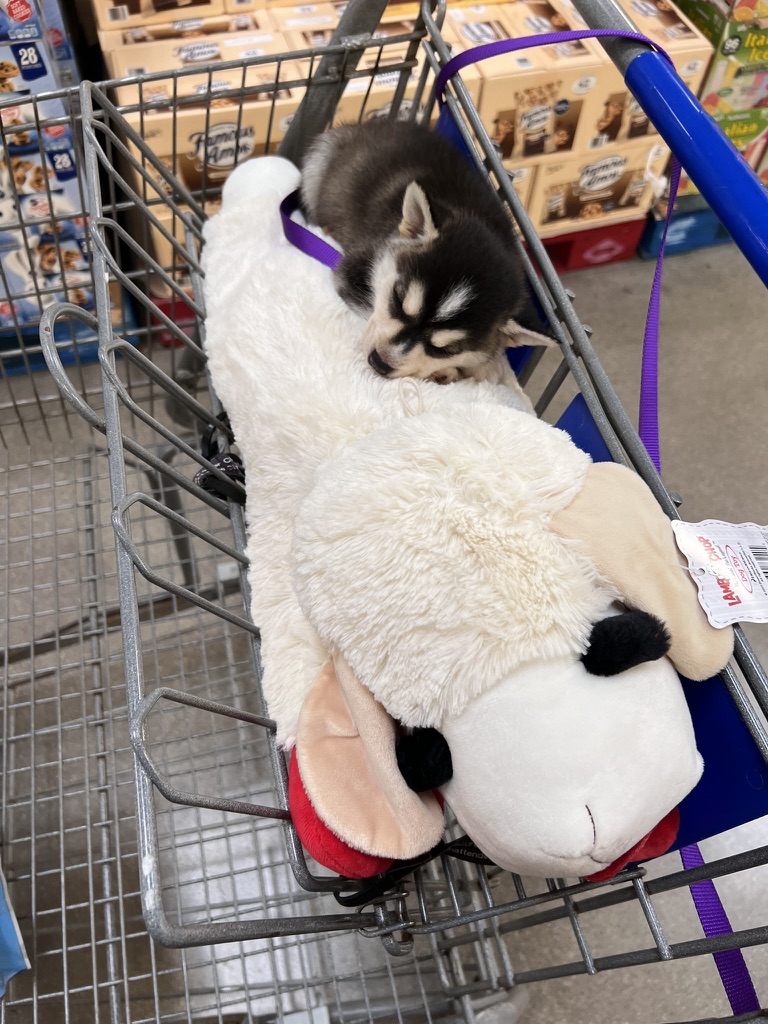 a very small miniature husky laying on a lambchop dog toy in a shopping cart
