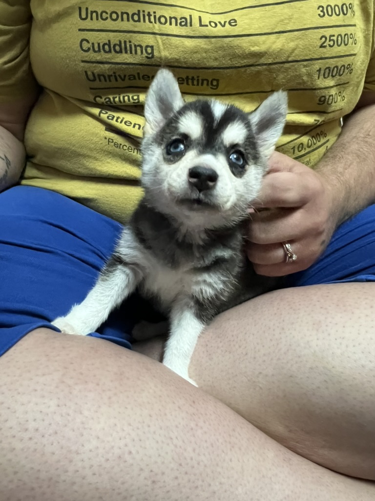 a very small miniature husky sitting in a lap.